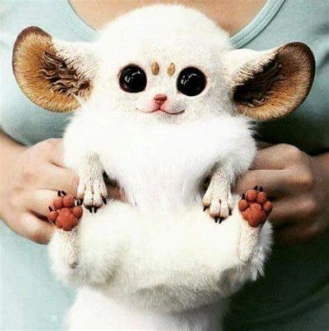 Cute Pictures Of Animals Big Eyes Animals World