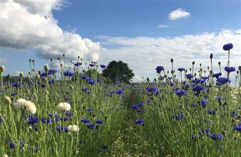 Savills Indonesia How To Create Your Own Wildflower Meadow