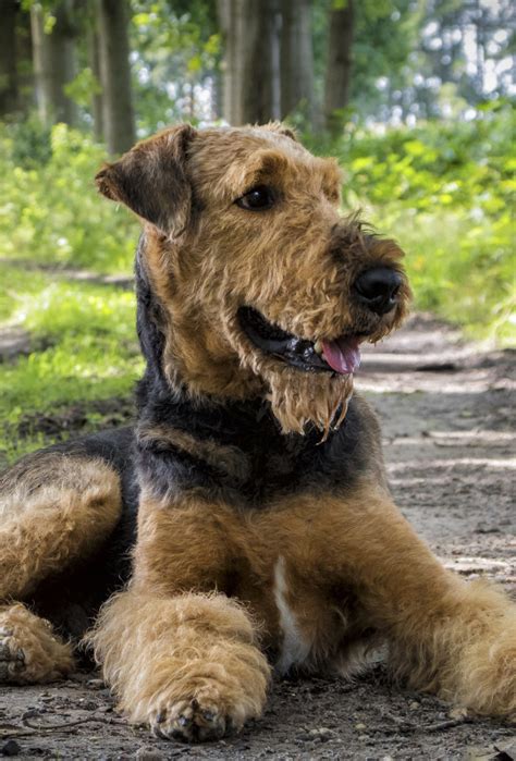 Dogs With Beards Rocking The Facial Hair Doggy Style