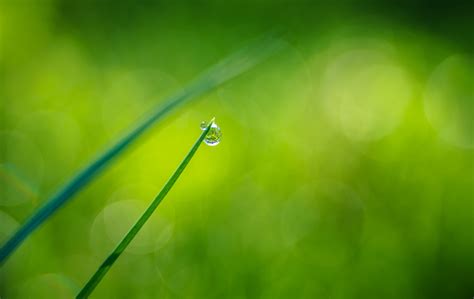 Selective Focus Photography Of Dew On Green Grass Hd Wallpaper