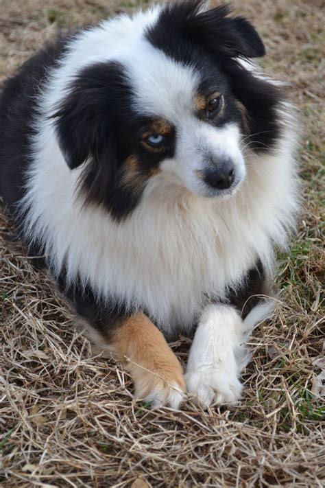 Like puppies, bunnies, babies, and so on. Australian Shepherd Puppies For Sale Clarksville Tn | Top Dog Information