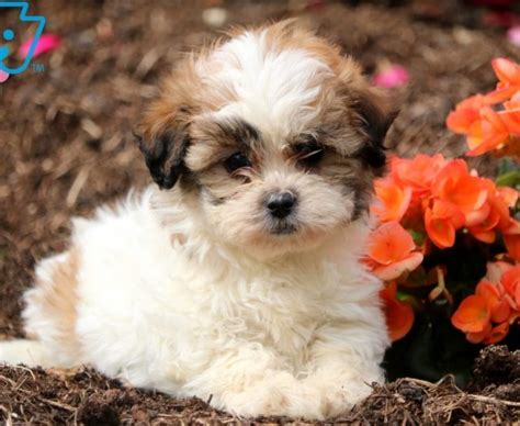 Click here to view dogs in wisconsin for adoption. Shichon (Teddy Bear) Puppies For Sale | Puppy Adoption ...