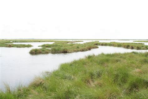 Gulf Coast Prairies And Marshes Characteristics Cloudshareinfo