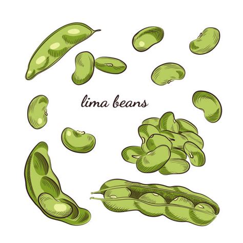 best pinto bean illustrations royalty free vector graphics and clip art istock