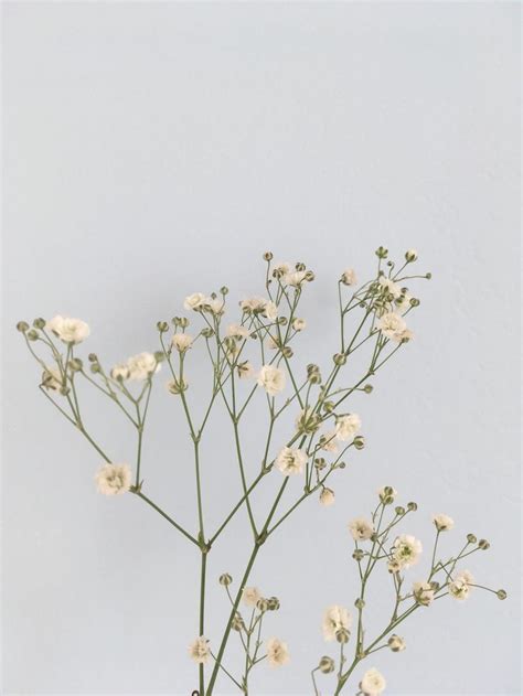31 Aesthetic Flowers Simple Wallpapers