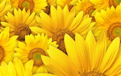 Download These 42 Yellow Wallpapers in High Definition For Free
