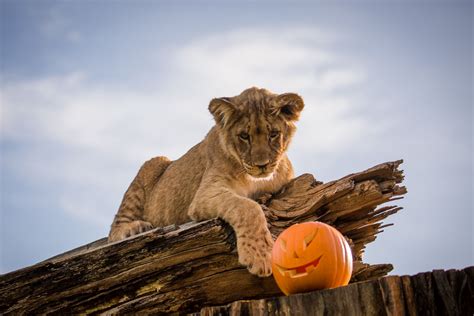 Lion Cubs Enjoy Spooky Enrichment For Halloween Woburn Safari Park