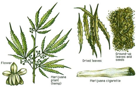 10 Ancient Uses For Medicial Cannabis