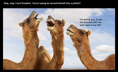 Camels Having A Laugh On Hump Day R Memes