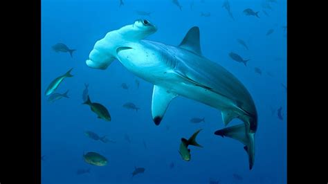 Hammerhead Shark Endangered Sea Animals