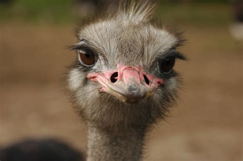 Free Images Animal Wildlife Beak Ostrich Feather Fauna Close Up