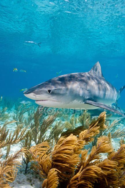 Side View Of Tiger Shark Swimming Under Water — White Shark Animal
