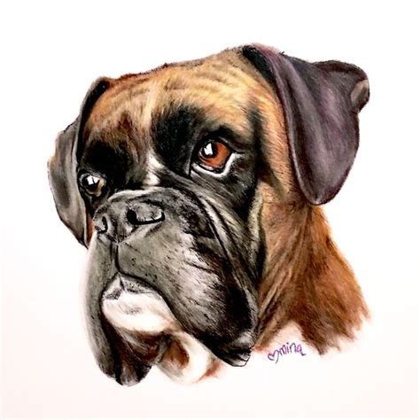 Boxer Dog Prismacolor Colored Pencil Drawing Illustration