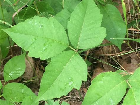 Poison Ivy Leaves Of Three Let It Be