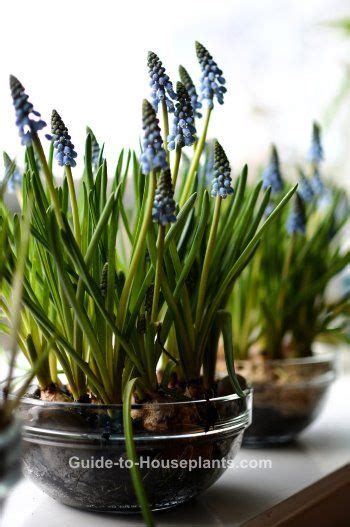 Grape Hyacinths Are Easy To Force Into Bloom Indoors Get How Tos For