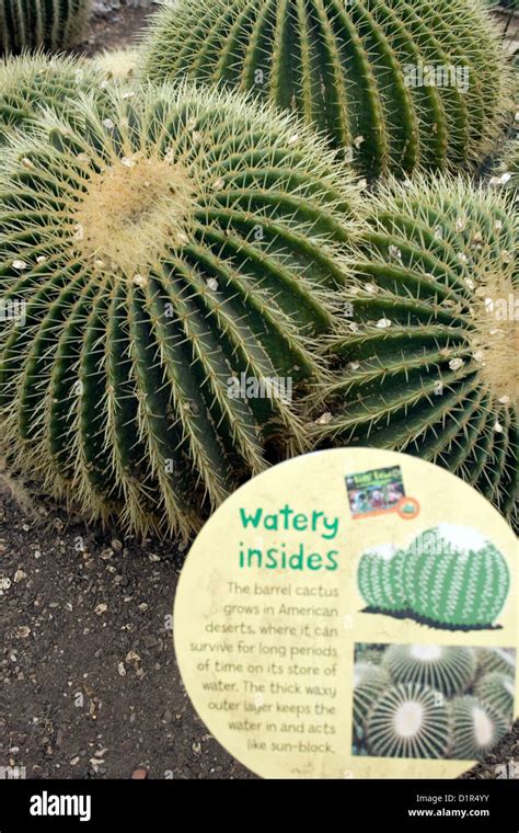 Barrel Cactus Plants Stock Photo Alamy