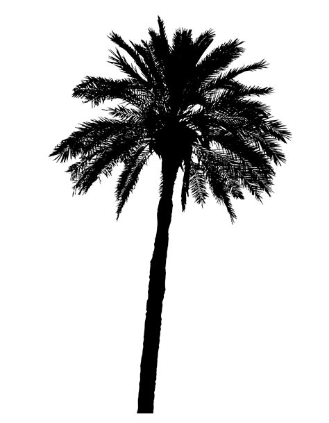 Silhouette Of Palm Trees Realistic Vector Illustration 514994 Vector