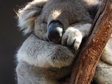 Koala Sleeping Photograph By Thomas Jenkins Pixels