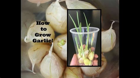 My maternal grandmother was celebrating a milestone birthday and as with most important family events. How to Grow Garlic? - The Housing Forum