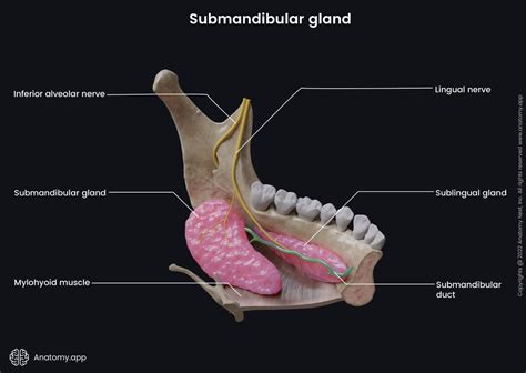 Salivary Glands Encyclopedia Anatomyapp Learn Anatomy 3d