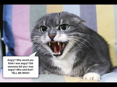 Angry Cat Cat Behavior