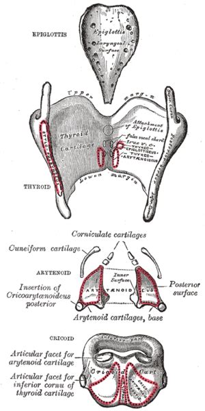 Larynx Wikipedia Anatomy And Physiology Anatomy Cartilage