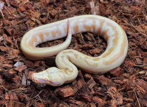 Albino T Blood Short Tailed Python Traits Morphpedia