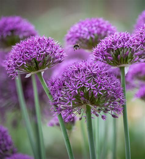 Díszhagyma Allium Violet Beauty Királykert