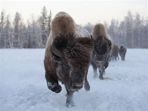 Another Batch Of Buffalo Came To Their Historical Homeland