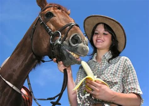 What Can Horses Eat A List Of Favorite Horse Treats Best Horse Rider