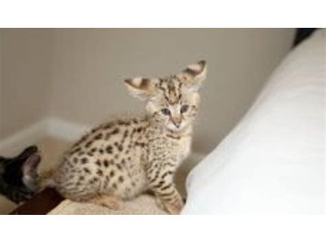 Beautiful F1 Savannah Kittens For Adoption Animals Iowa Falls