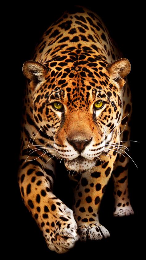 Learn About 67 Imagen Jaguar Animal 4k Wallpaper Vn