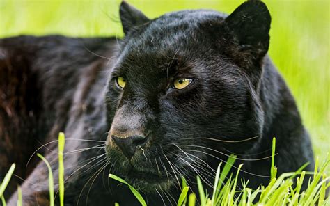 Black Panther Animal Wallpapers Top Free Black Panther Animal