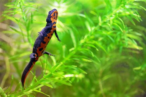 Salamanders As Pets Pet Ponder