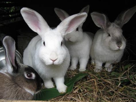 Consejos Y Recomendaciones Para La Cría De Conejos Farmacia