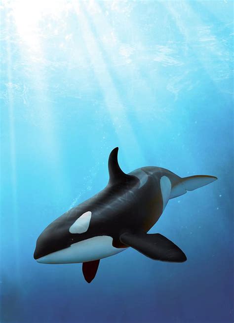 Artwork Of A Killer Whale Orcinus Orca Photograph By Mark Garlick