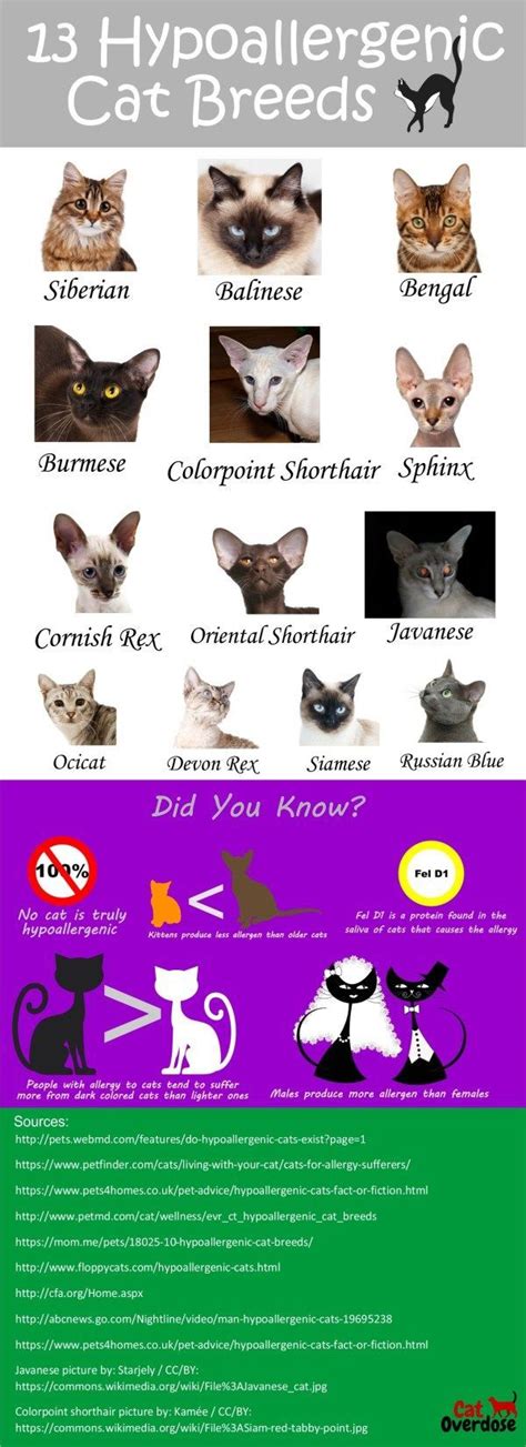 Top 13 Hypoallergenic Cat Breeds For People With Allergies Cat Breeds