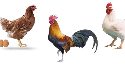Gambar Binatang Ayam Png Gambar Animasi Hewan Ayam Clipart Full Images