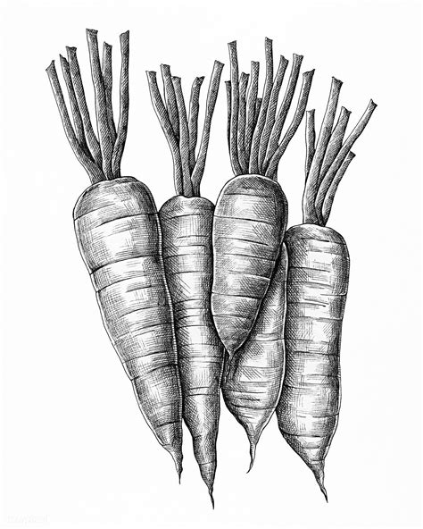 Five Hand Drawn Fresh Carrots Premium Image By How To