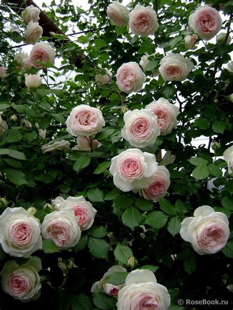 92 Best Pierre De Ronsard Rose Eden Rose Images On