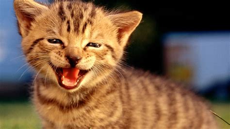Top 10 Funny Cat Videos Compilation (Part 2) + Bonus Cat Videos - YouTube