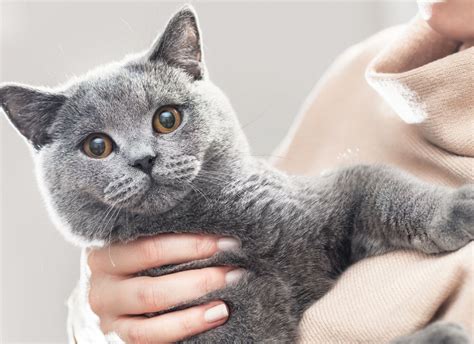 British Shorthair Price In India With Monthly Expenses 2023 Pets Expert