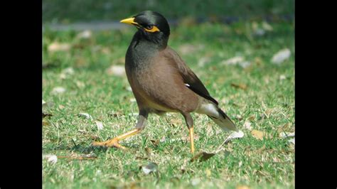 How Magnificent Sounds Of Myna Bird Indian Myna Talking About Who