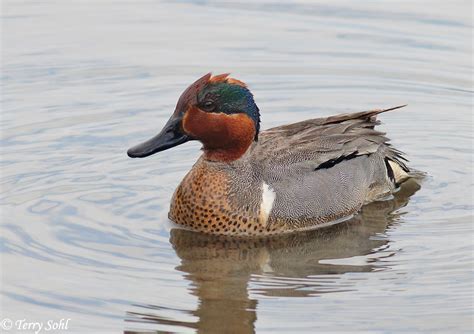 Green Winged Teal Anas Crecca