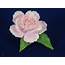 BOEHM Pink Peony Porcelain Flower MINT F186  24911969