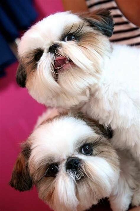 14 signs you are a crazy shih tzu person