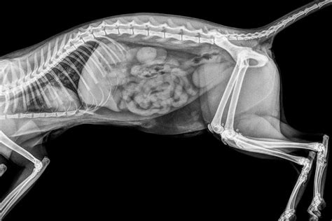 Megacolon In Cats X Ray Cat Meme Stock Pictures And Photos