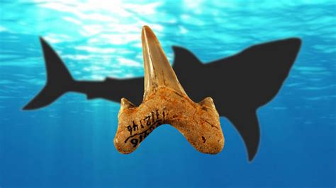 Scientists Just Named A New Species Of Ancient Megatoothed Shark Mashable