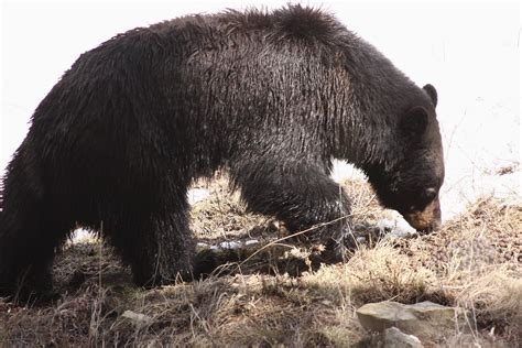 Black Bear Yellowstone Park Brenda Flickr