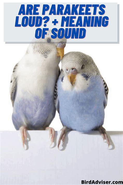 Are Parakeets Noisy Understanding Parakeet Sounds